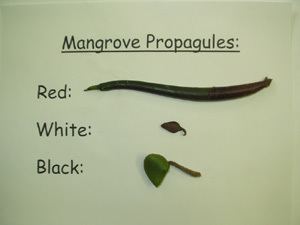 Propagule MRC Mangrove Collecting Time