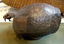 Propalaehoplophorus httpsuploadwikimediaorgwikipediacommonsthu