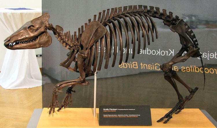 Propalaeotherium