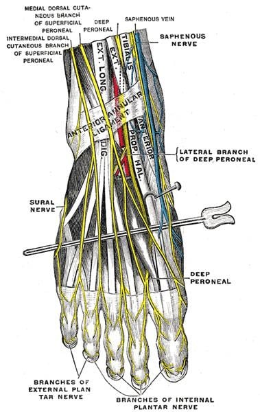 Proper plantar digital nerves of medial plantar nerve