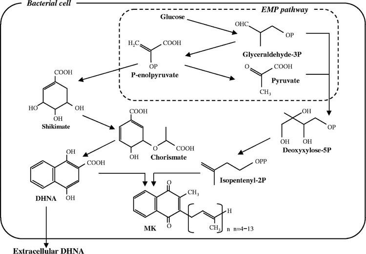Propionibacterium freudenreichii Enhancement of 14Dihydroxy2Naphthoic Acid Production by