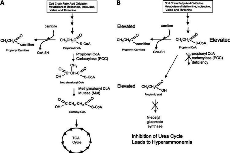 Propionyl-CoA FIG 1 Metabolic pathway for propionylCoA carboxylase PCC The