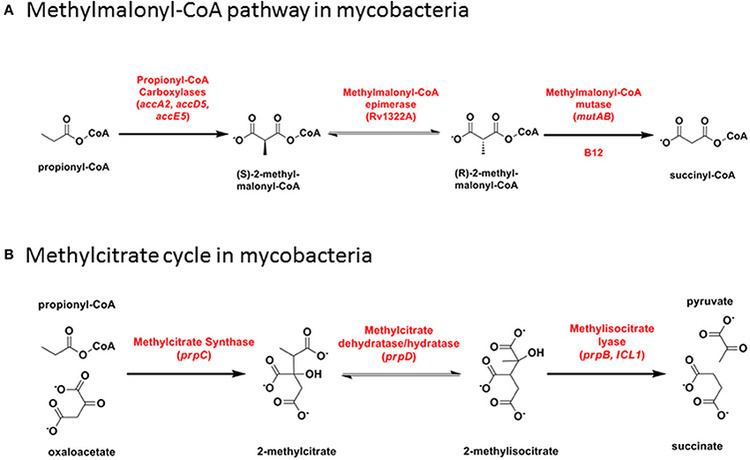 Propionyl-CoA PropionylCoA catabolism A MethylmalonylCoA pathway in