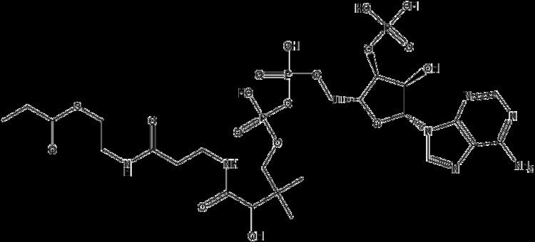 Propionyl-CoA FilePropionylCoApng Wikimedia Commons