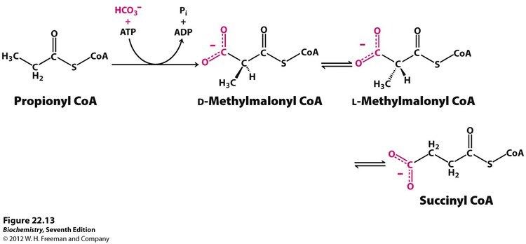 Propionyl-CoA Kevin Ahern39s Biochemistry BB 451551 at Oregon State University