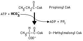 Propionyl-CoA Fatty Acids Additional Enzymes Propionyl CoA