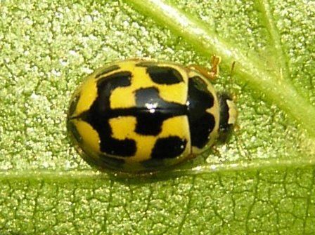 Propylea quatuordecimpunctata httpsuploadwikimediaorgwikipediacommons22