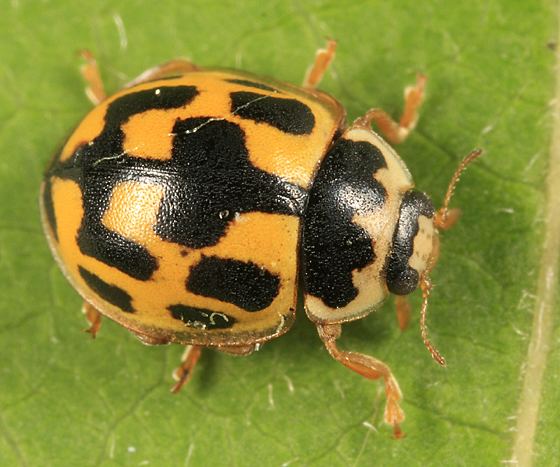 Propylea quatuordecimpunctata Propylea quatuordecimpunctata Fourteenspot ladybird beetle