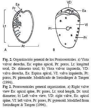 Prorocentrales Dinoflagelados Dinophyta de los rdenes Prorocentrales y