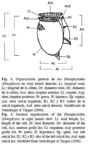 Prorocentrales Dinoflagelados Dinophyta de los rdenes Prorocentrales y