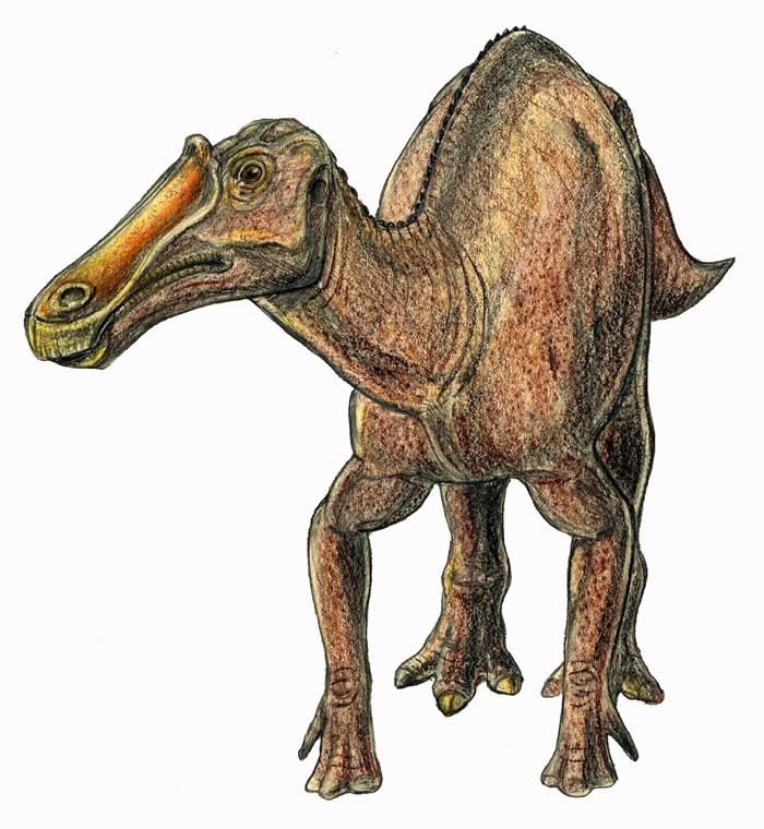 Prosaurolophus (prosrlfs meaning before Saurolophus, in comparison to the l...