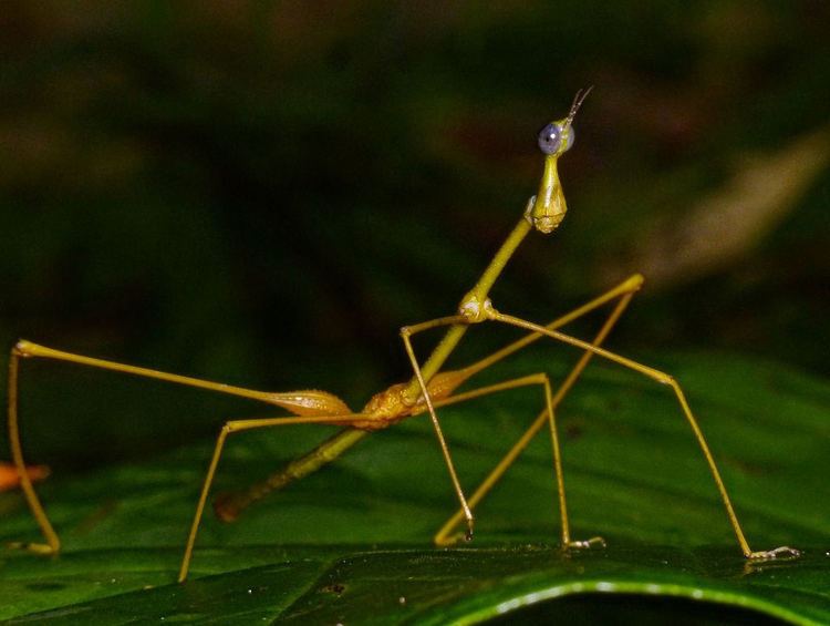 Proscopiidae The World39s Best Photos of grasshopper and proscopiidae Flickr