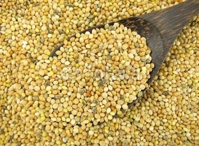 Proso millet Millet Facts Health Benefits and Nutritional Value