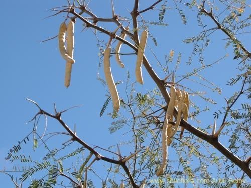 Prosopis alba Description and images of Prosopis alba var alba Algarrobo blanco