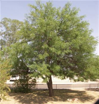 Prosopis alba Prosopis alba