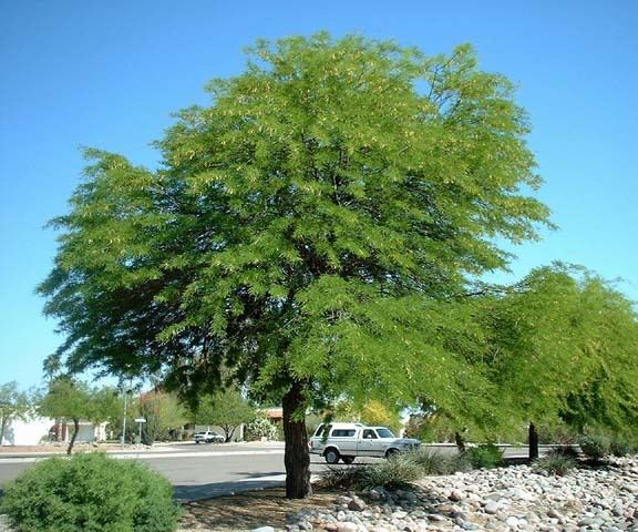 Prosopis alba prosopisalbajpg