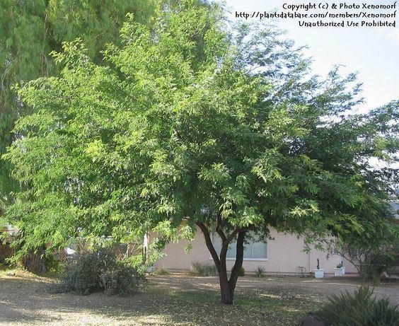 Prosopis alba Prosopis alba Argentine mesquite High Desert Plants amp Trees