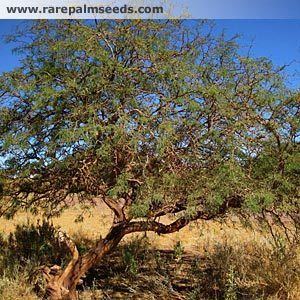 Prosopis alba Prosopis alba Banana Carob buy seeds at rarepalmseedscom