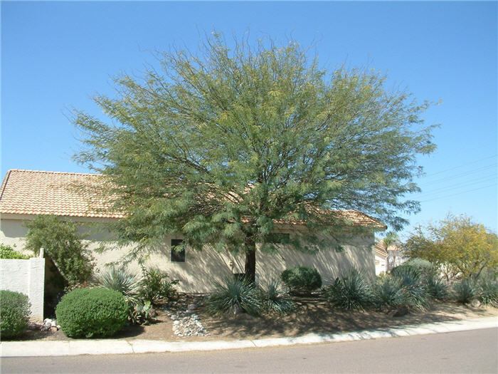 Prosopis chilensis Prosopis chilensis