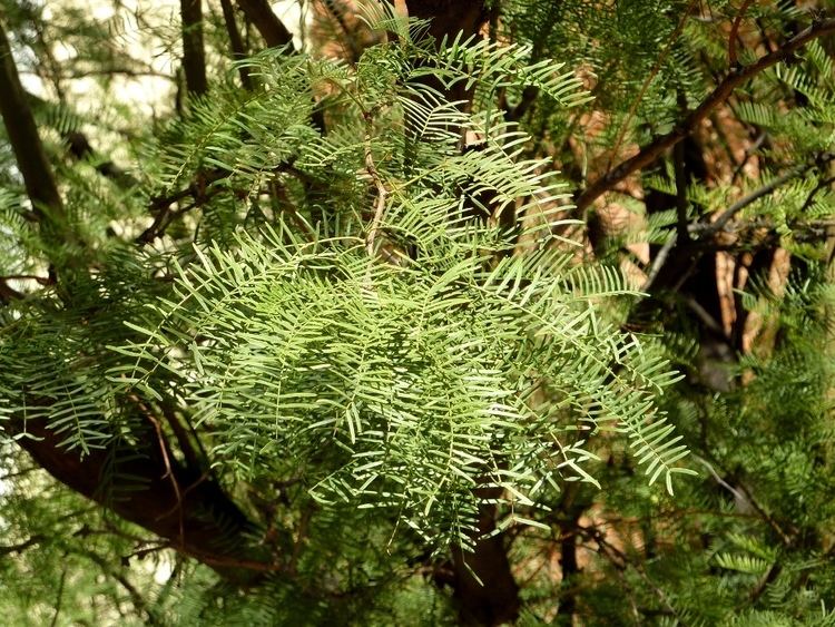 Prosopis chilensis Prosopis chilensis foliageJPG