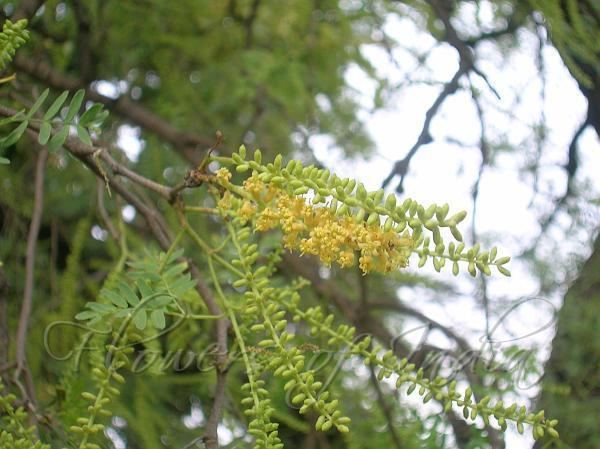 Prosopis cineraria Prosopis cineraria Khejri Tree