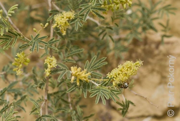 Prosopis farcta Common Plants of the Western Desert of Egypt by Petr Pokorn and