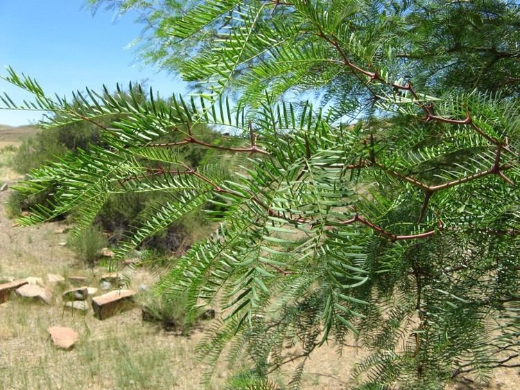 Prosopis glandulosa Kyffhuser flora Prosopis glandulosa