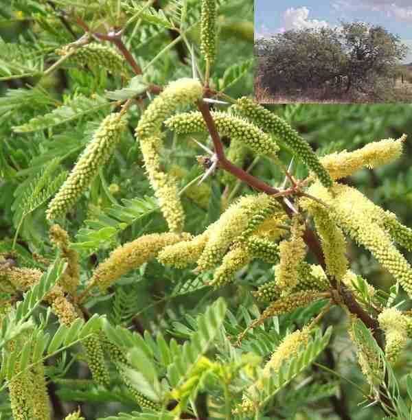 Prosopis glandulosa Prosopis glandulosa torreyana Honey Mesquite