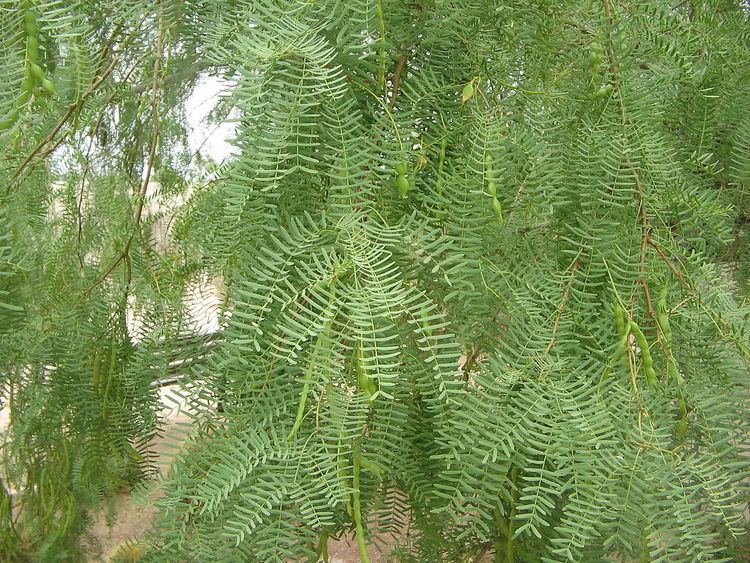 Prosopis glandulosa Prosopis glandulosa Wikipedia