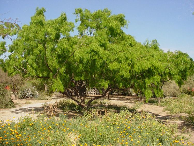 Prosopis glandulosa Prosopis glandulosa Arid Zone Trees