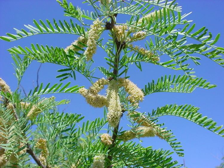 Prosopis glandulosa Vascular Plants of the Gila Wilderness Prosopis glandulosa var