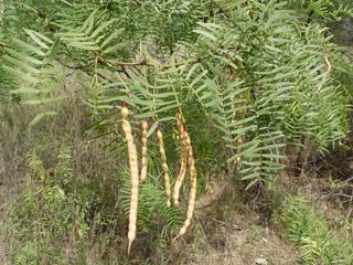 Prosopis glandulosa httpswwwwildflowerorgimagearchive320x240M