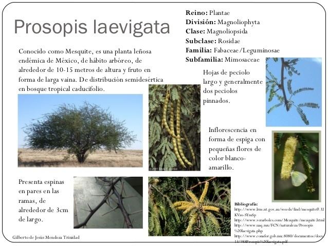 Prosopis laevigata - Alchetron, The Free Social Encyclopedia