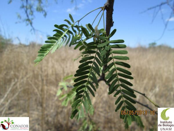 Prosopis laevigata - Alchetron, The Free Social Encyclopedia