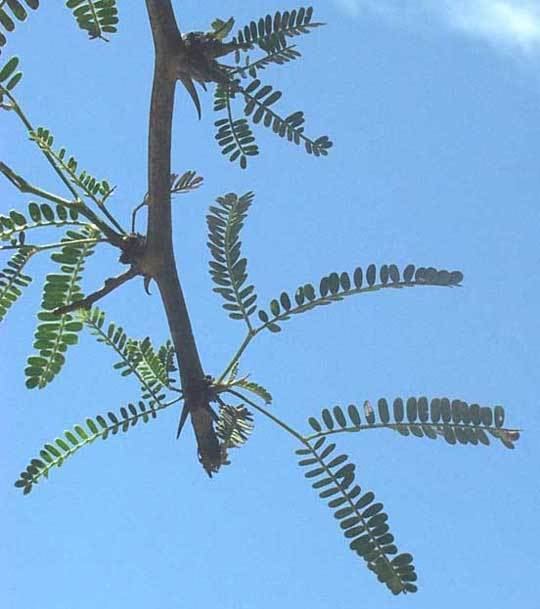 Prosopis laevigata - Alchetron, The Free Social Encyclopedia