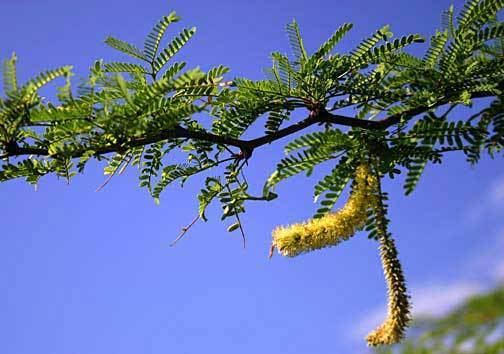 Prosopis pallida Prosopis pallida kiawe Higher Plants and Ferns of Kaloko