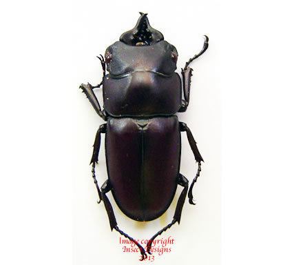 Prosopocoilus Insect Designs Beetles Lucanidae Prosopocoilus natalensis