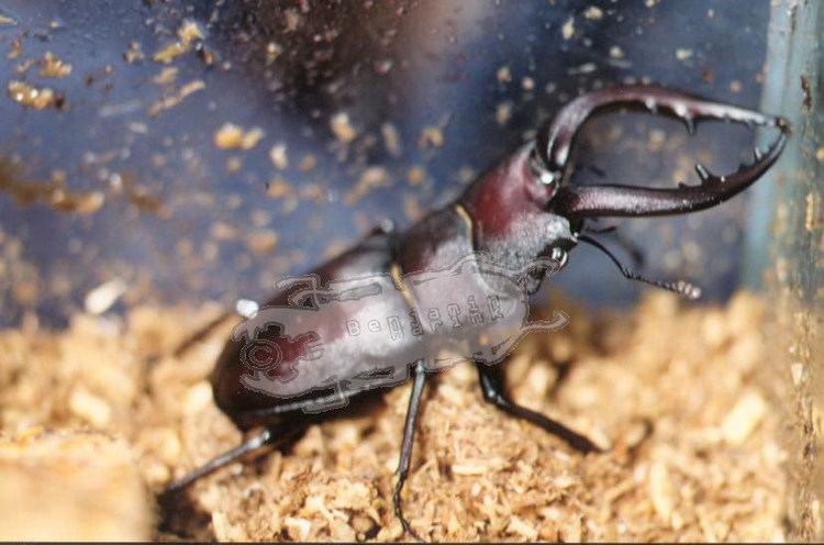 Prosopocoilus Prosopocoilus inclinatus Ben39s Beetle Breeding Pages