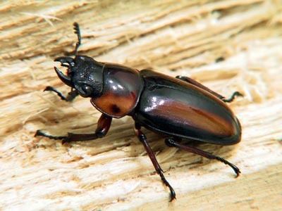 Prosopocoilus savagei Prosopocoilus savagei Ben39s Beetle Breeding Pages
