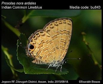 Prosotas nora Prosotas nora Common Lineblue Butterflies of India