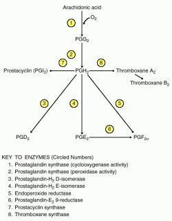 Prostaglandin Prostaglandin definition of prostaglandin by Medical dictionary