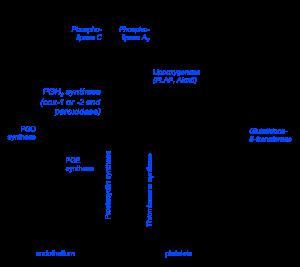 Prostaglandin Prostaglandin Wikipedia