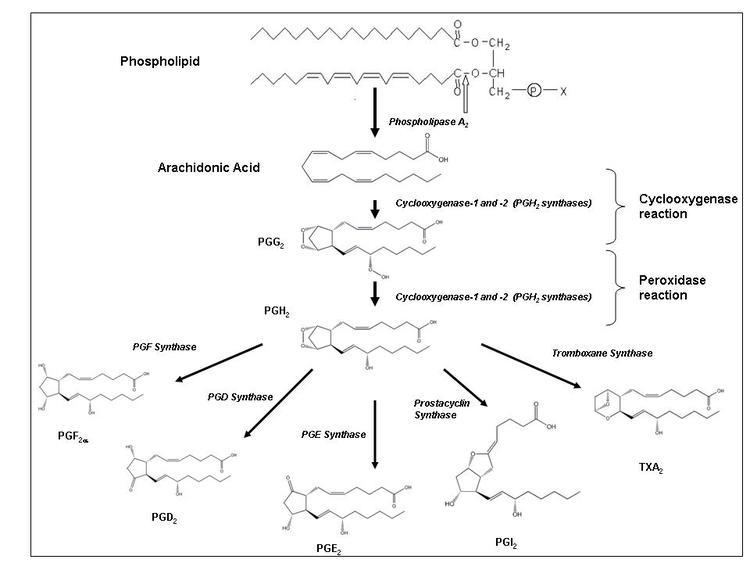 Prostaglandin Glomerulonephritis and Cellular Regulation of Prostaglandin