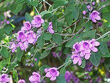 Prostanthera ovalifolia httpsuploadwikimediaorgwikipediacommonsthu