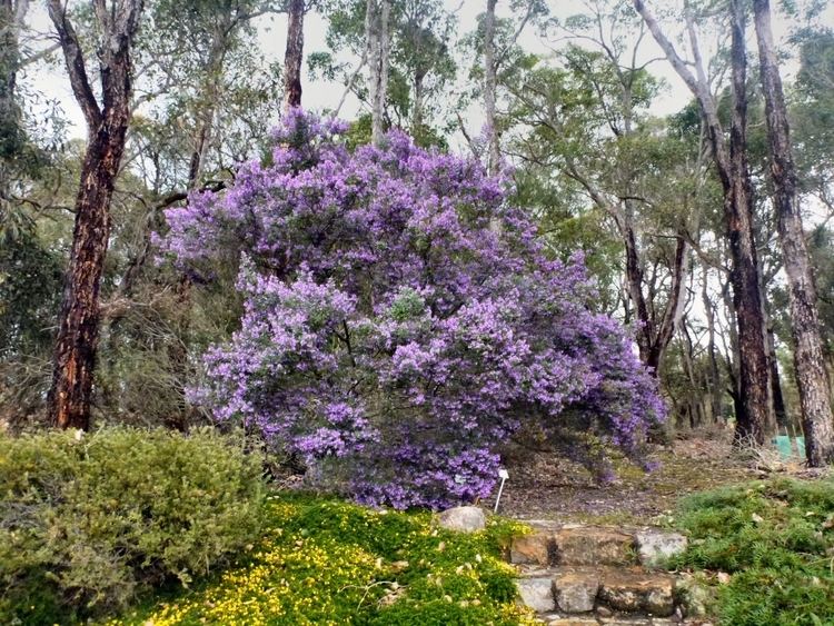 Prostanthera ovalifolia Prostanthera ovalifolia Oval Leaved Mint Bush Gardening With Angus