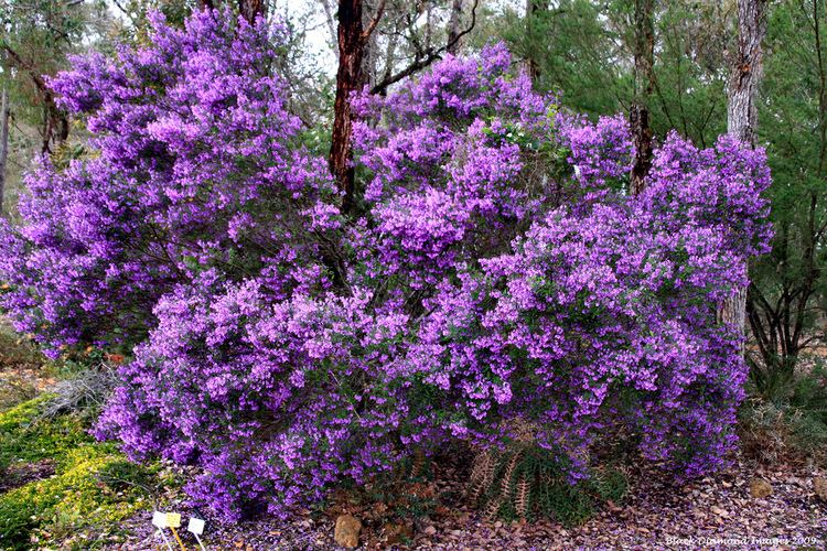 Prostanthera ovalifolia Prostanthera ovalifolia Ovalleaf Mintbush Purple Mintb Flickr