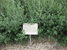 Prostanthera rotundifolia httpsuploadwikimediaorgwikipediacommonsthu