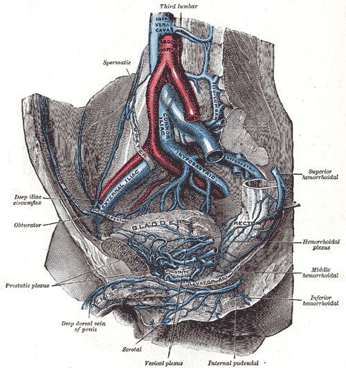 Prostatic venous plexus