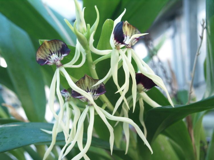 Prosthechea cochleata WSBEorchids The Home of the Writhlington Orchid Project