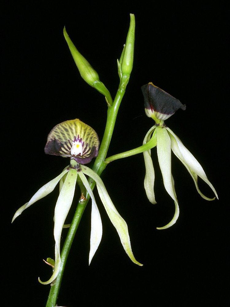 Prosthechea cochleata Orchids Flowers Pictures Bulbophyllum Vanda Cattleya Cymbidium